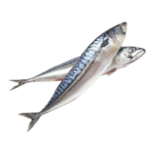 Фото Скумбрия 400+ (Китай)