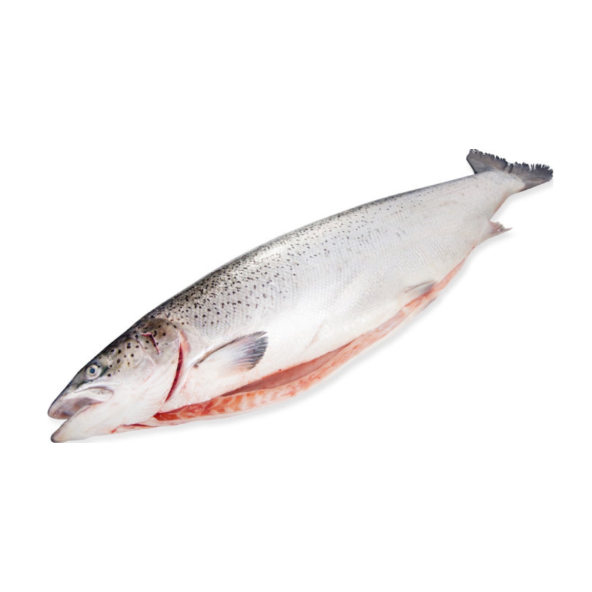 Фото Семга ПСГ 5-6